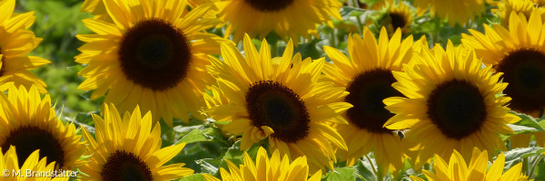 Sonnenblumen