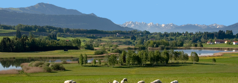Grasende Schafe vor Alpenkulisse