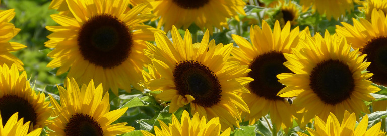 Sonnenblumen