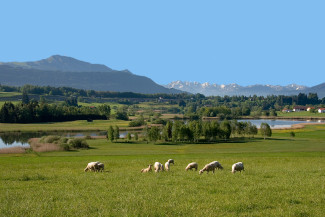 Grasende Schafe vor Alpenkulisse