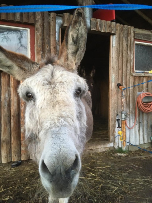 Kopf eines weißen Esels